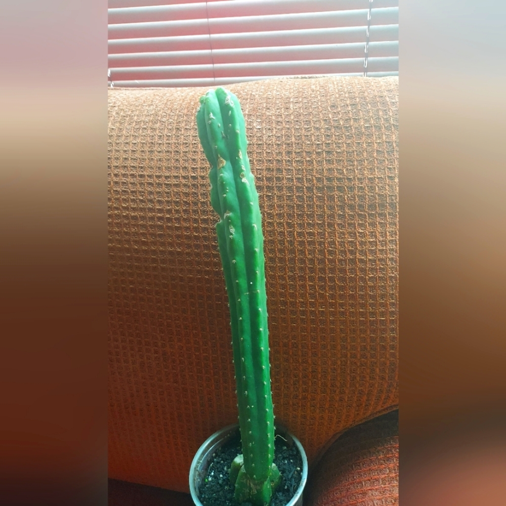 San Pedro Sanpedro Cactus Cutting 12.5"